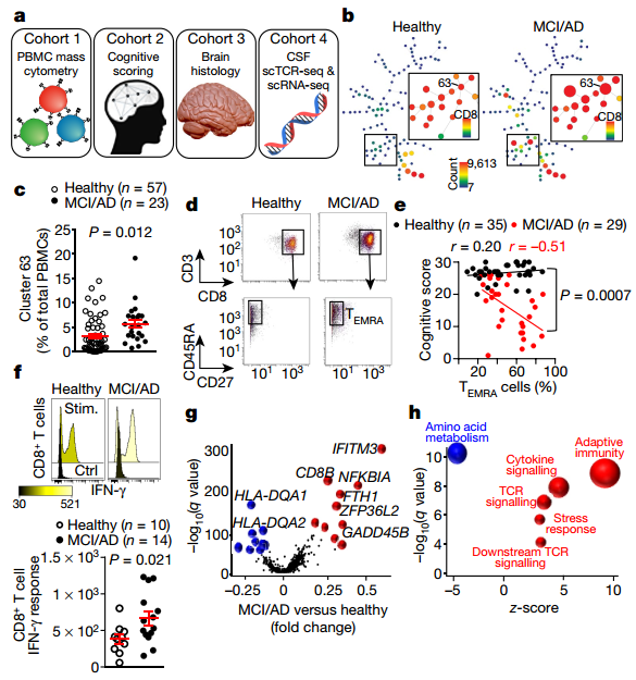 單細胞轉錄組聯合TCR||阿爾茨海默氏病人腦脊液中存在克隆擴增的CD8+T細胞