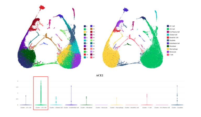 利用NovelBrain單細胞云探尋新冠病毒受體ACE2在人體器官中的分布