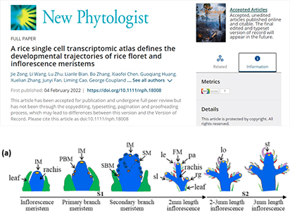 2022開年第一彈！\\從分析視角帶你了解烈冰一作水稻花序單細胞文章