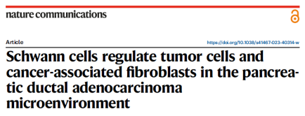 【Nature Communications IF 17.694】烈冰助力瑞金醫(yī)院團(tuán)隊(duì)解析施旺細(xì)胞調(diào)控胰腺癌機(jī)制!