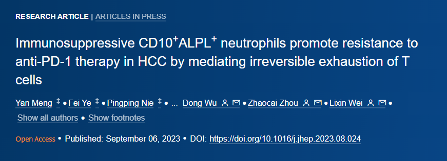 肝癌頂刊 Journal of Hepatology（IF 25.7）發現中性粒細胞與肝細胞癌（HCC）的免疫治療耐藥相關