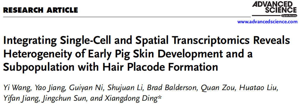 烈冰助力| Advanced Science（IF 15.1）單細胞&空轉揭示豬皮膚早期發育的細胞異質性和毛囊形成的關鍵細胞亞群
