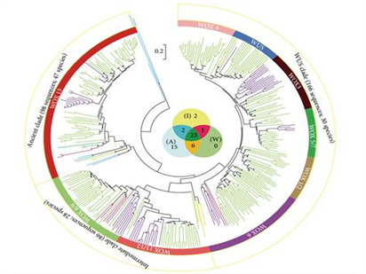 協助上海交大研究者在植物WUSCHEL相關蛋白家族的起源和進化的文章發表